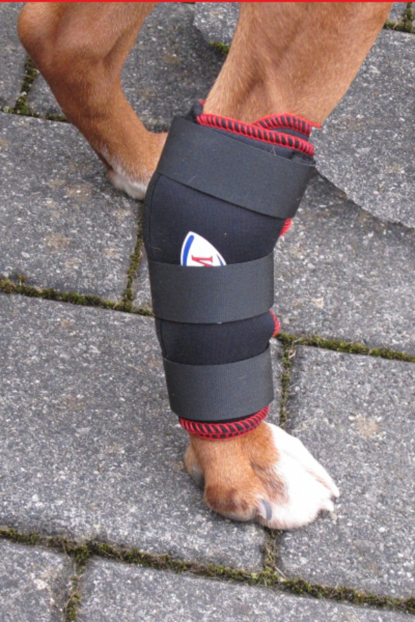 TSM vet-Reha-Bandage Hinterbein ihres Hundes