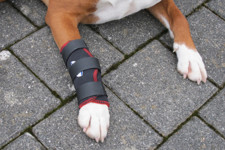 TSM vet-Reha-Bandage Vorderbein ihres Hundes